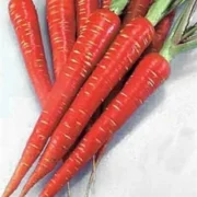 Carrot (Desi)